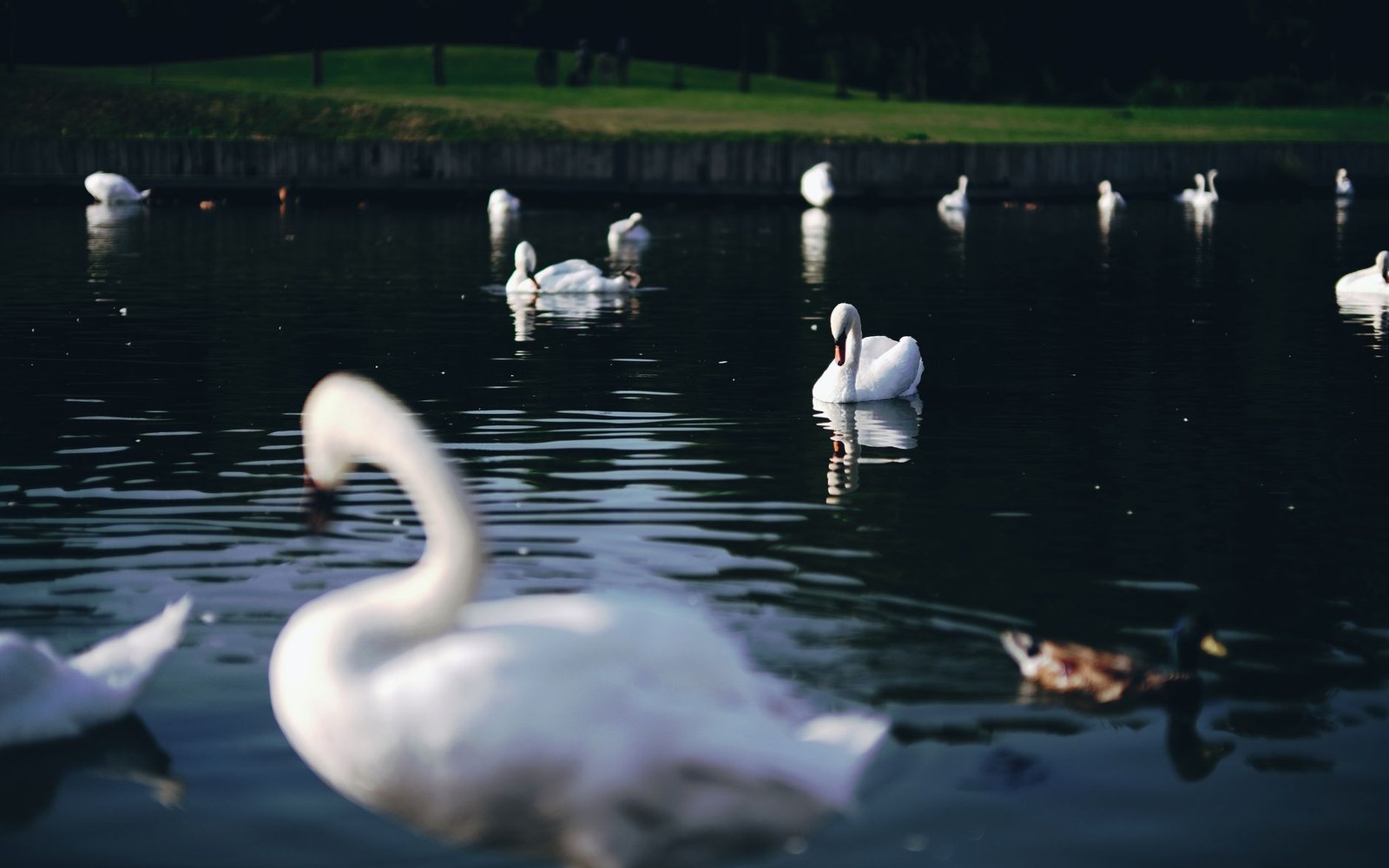 waterfowl on open water near an embankment
